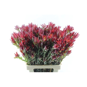 Leucad Sal Blush Ex