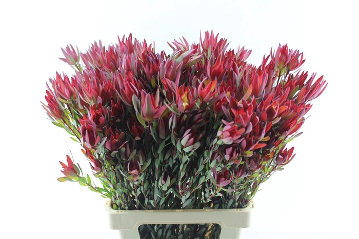 <h4>Leucad Sal Blush Ex</h4>