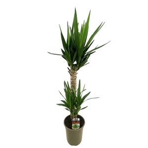 Yucca elephantipes 60-20