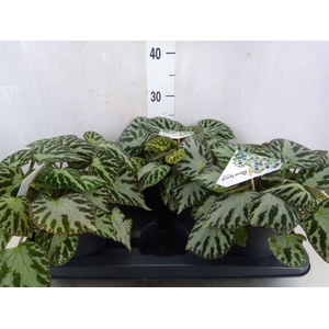 Begonia BD 'Silver Jewell'