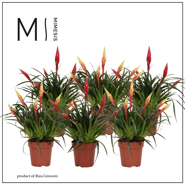 <h4>Mimesis Multiflower mix - 12 cm</h4>