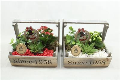 <h4>7452 BOLLENKIST ROOD/WIT</h4>