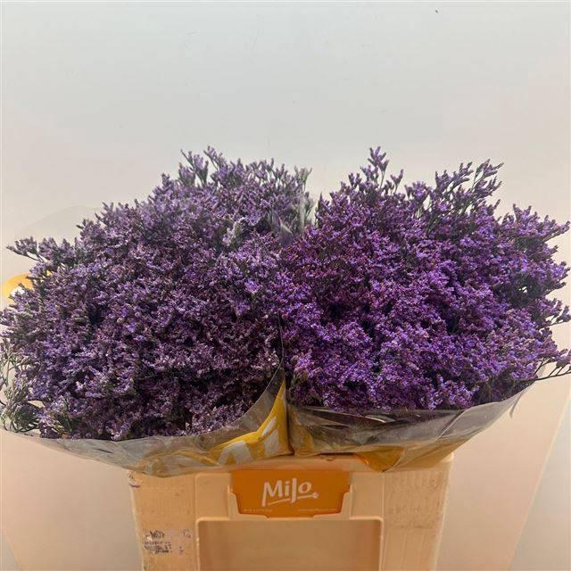 <h4>LIM SHOOTING STAR</h4>