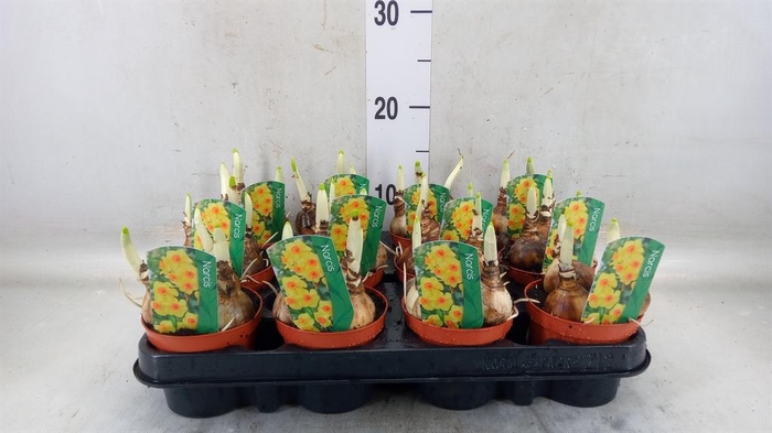 <h4>Narcissus   ...</h4>