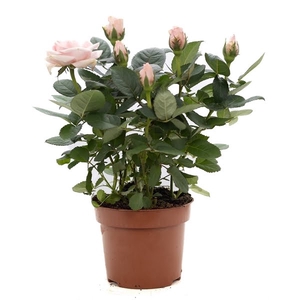 Rosa light pink P&PURE Collection