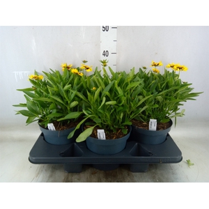 Coreopsis grand. 'Corey Yellow Red'