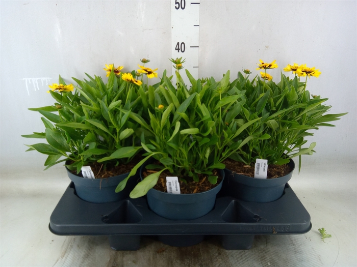 <h4>Coreopsis grand. 'Corey Yellow Red'</h4>