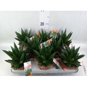 Gasteria