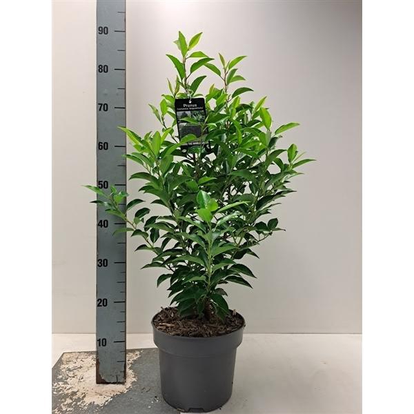 <h4>Prunus lus. 'Angustifolia' C5</h4>