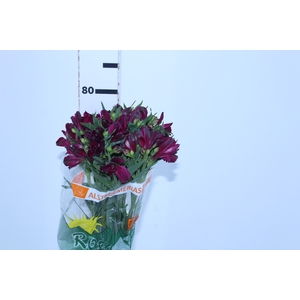 ALSTROEMERIA POMPEII 080 CM