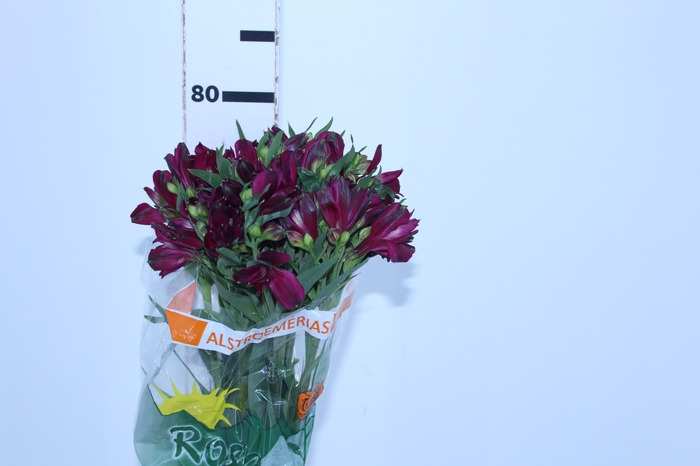 ALSTROEMERIA POMPEII 080 CM