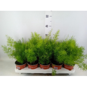 Asparagus dens. 'Sprengeri'