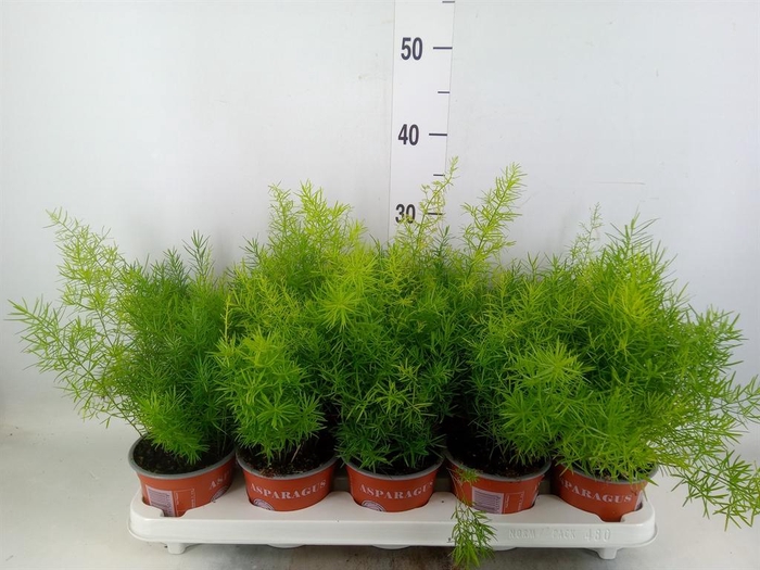 <h4>Asparagus dens. 'Sprengeri'</h4>