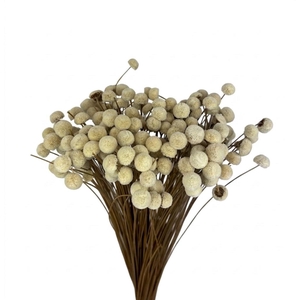 Dried Bleached Botao