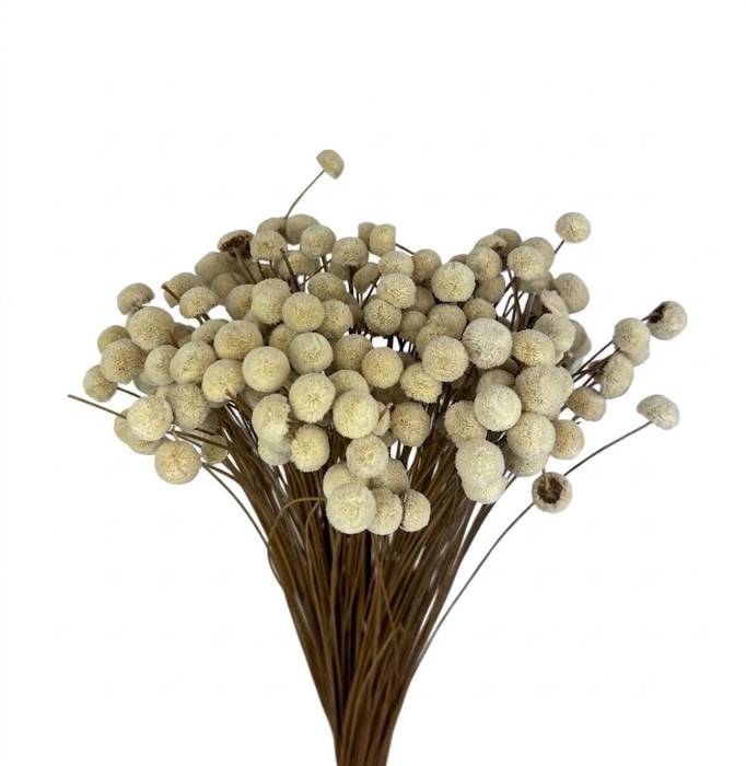 <h4>Dried Bleached Botao</h4>