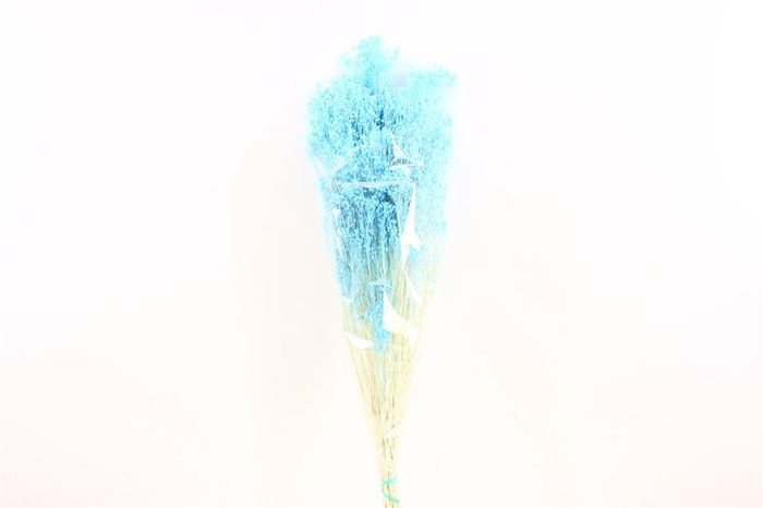 Dried Brooms L Blue Bunch
