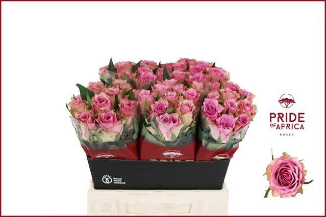 <h4>R GR FLIRT</h4>
