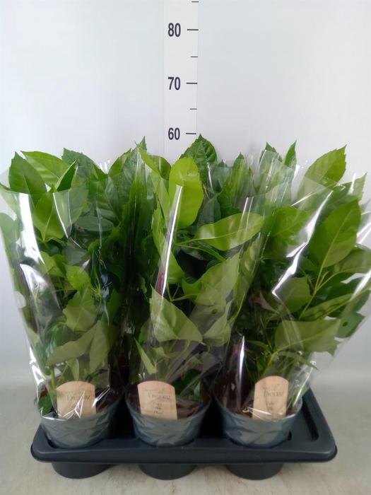 <h4>Schefflera actin.</h4>