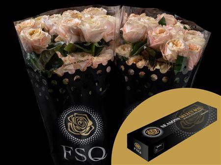 <h4>R Gr Melon Xpression Box</h4>