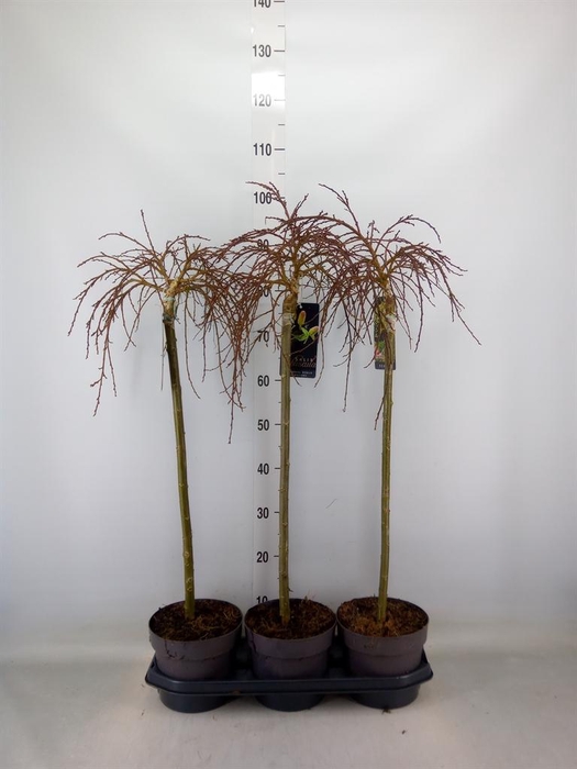 <h4>Salix arbuscula</h4>