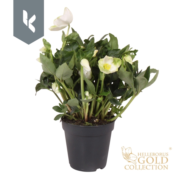<h4>Helleborus HGC Jonas</h4>