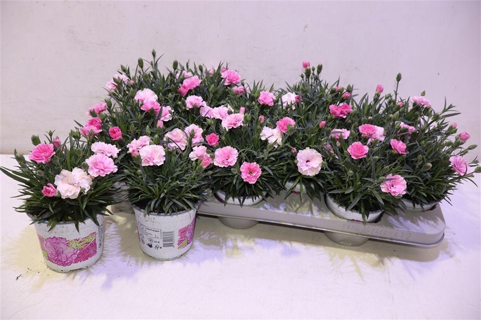 <h4>Dian I Love U</h4>