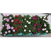 Osteospermum Diverse kleuren per kar Decorum