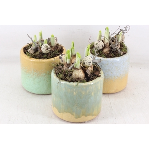 arr4 Narcis MB - Ker. potje luxe 338/8