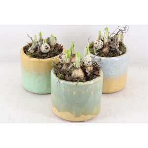 arr4 Narcis MB - Ker. potje luxe 338/8