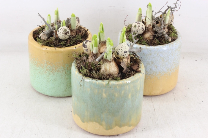 <h4>arr4 Narcis MB - Ker. potje luxe 338/8</h4>