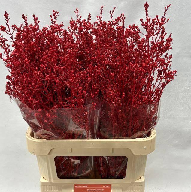 <h4>CHAME OV KLB H%</h4>