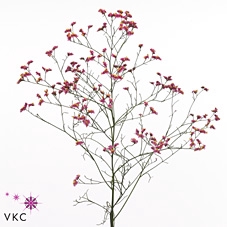 <h4>Lim Sin China Red</h4>