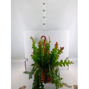 Epiphyllum anguliger