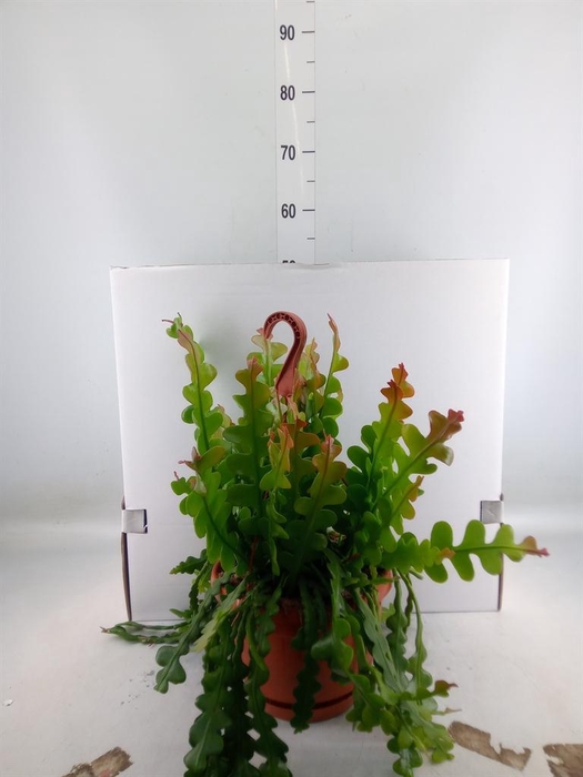 <h4>Epiphyllum anguliger</h4>