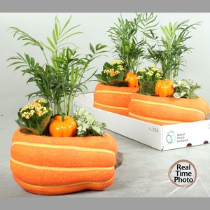 ARR KAMERPLANTEN H%