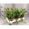 Epiphyllum anguliger