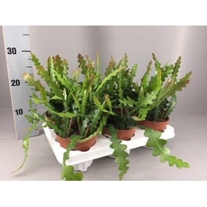 Epiphyllum anguliger