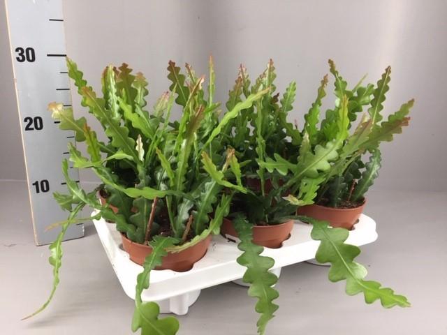 <h4>Epiphyllum anguliger</h4>