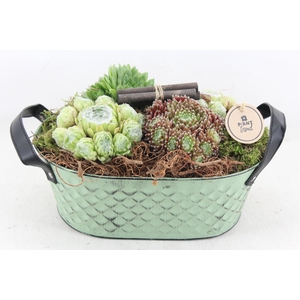 arr4 Semp PL - Zink old green ovaal