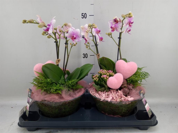 <h4>Arr.    Planten  H%</h4>