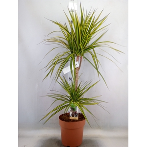 Dracaena marg. 'Sunray'