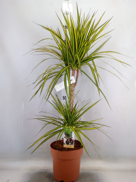 <h4>Dracaena marg. 'Sunray'</h4>