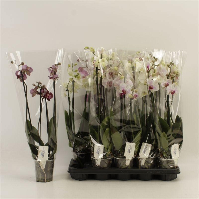 <h4>PHAL GEM</h4>