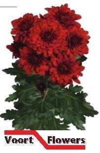 <h4>CHR T MONZA</h4>