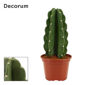 Cuddly Cactus 14 cm (Cereus Jamacaru) (Decorum)