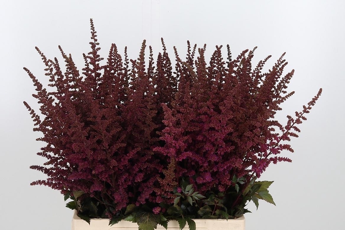 <h4>Astil Maggie Daley</h4>