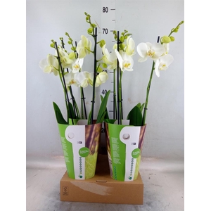 Phalaenopsis   ...white