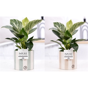 Philodendron White Wave in P&PURE Eline 2 ceramics ass.2
