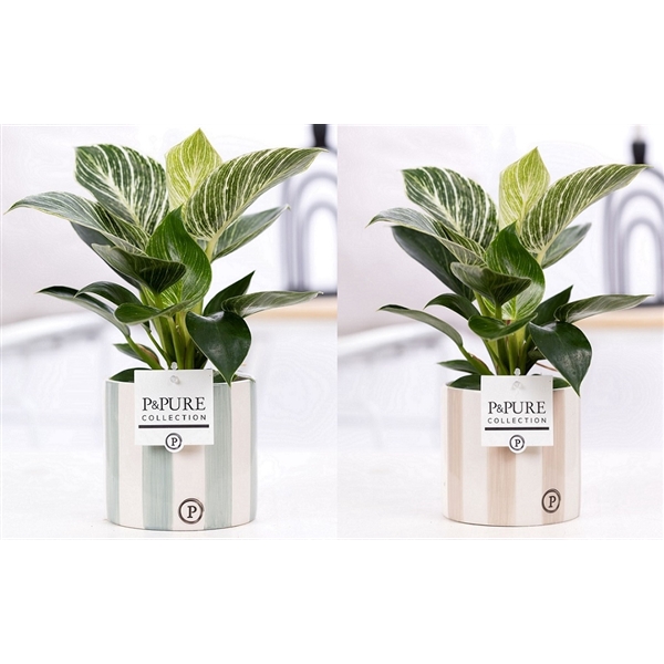 <h4>Philodendron White Wave in P&PURE Eline 2 ceramics ass.2</h4>