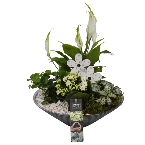 <h4>PTIG6811 Arrangementen kamerplanten</h4>